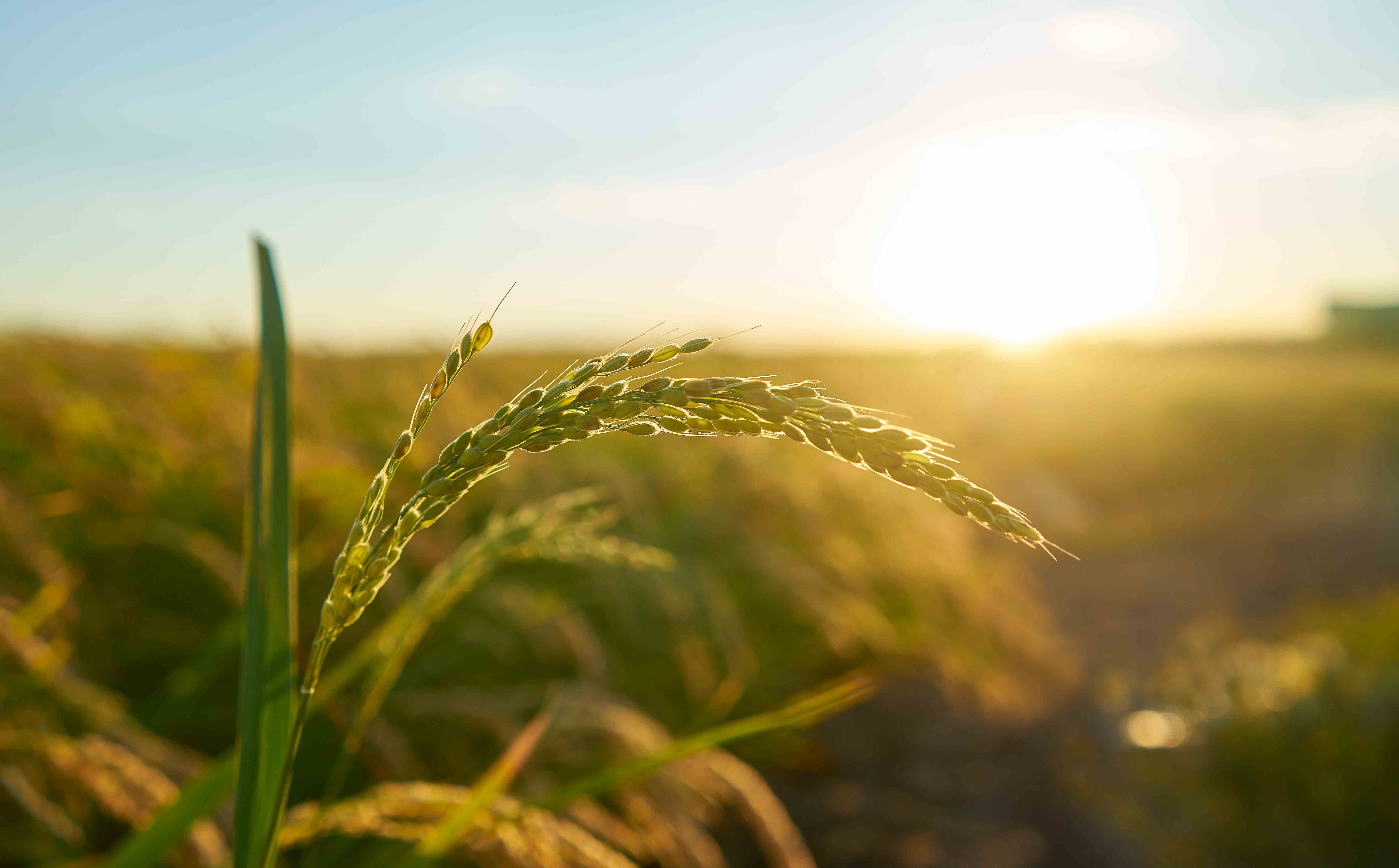 Edital 049/2026 - Políticas públicas de extensão rural em agroecologia: novo cronograma
