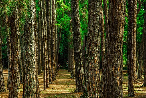 Manejo florestal e silvicultura: resultado preliminar para estudantes na área de Engenharia Civil