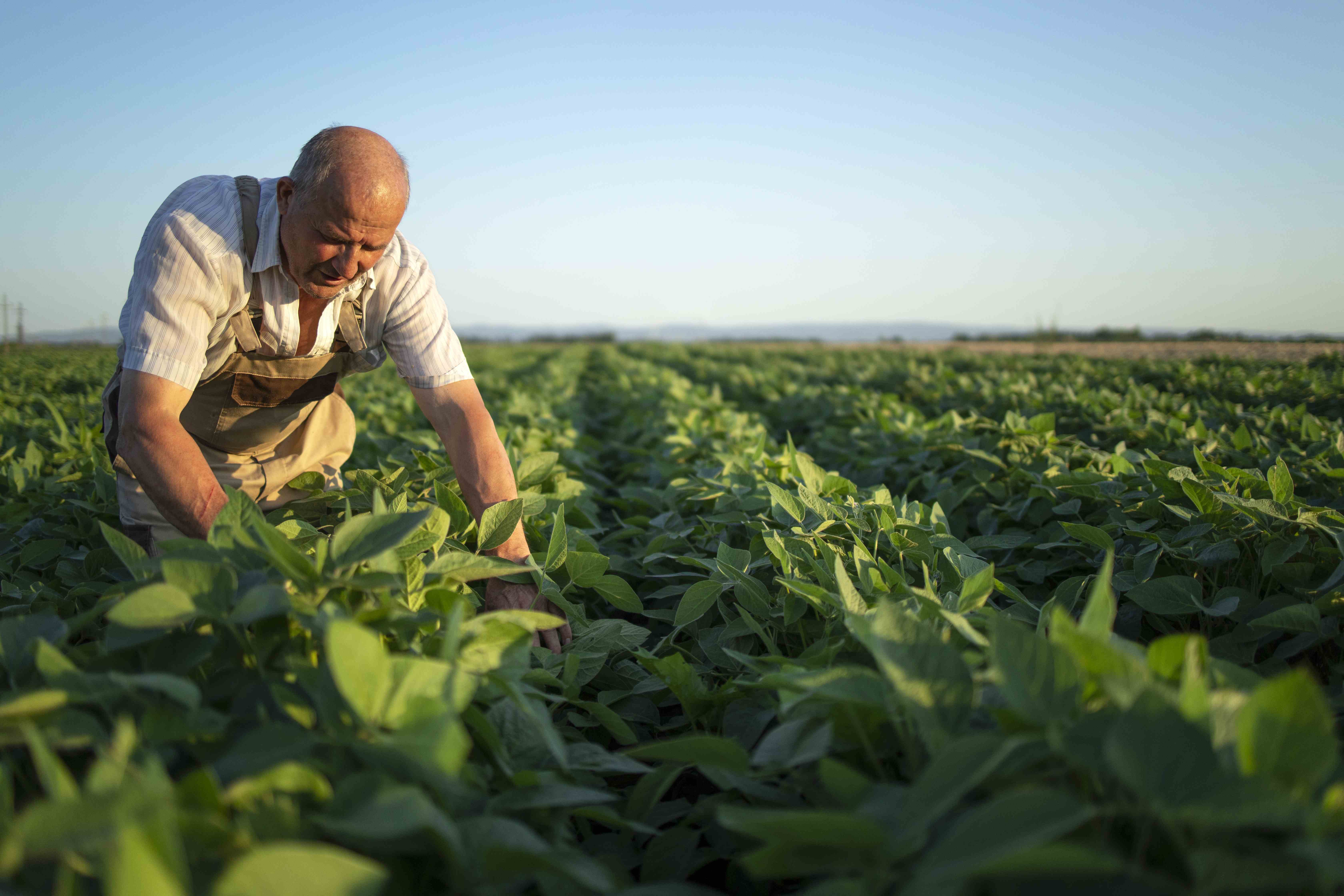 Edital 049/2026 - Políticas públicas de extensão rural em agroecologia: lista de classificados