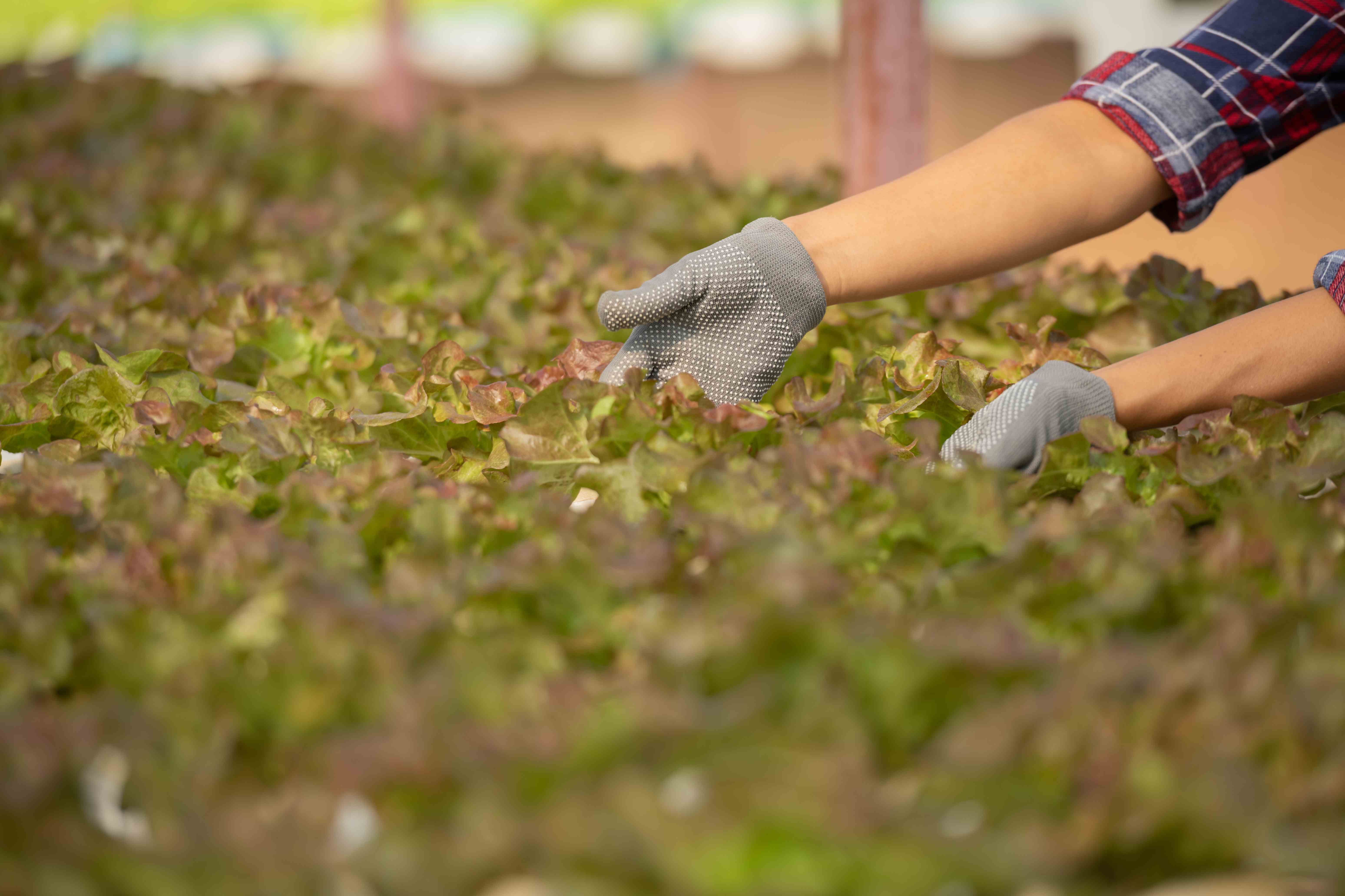 Edital 042/2026 -  Agroecologia: seleção de estudantes de graduação