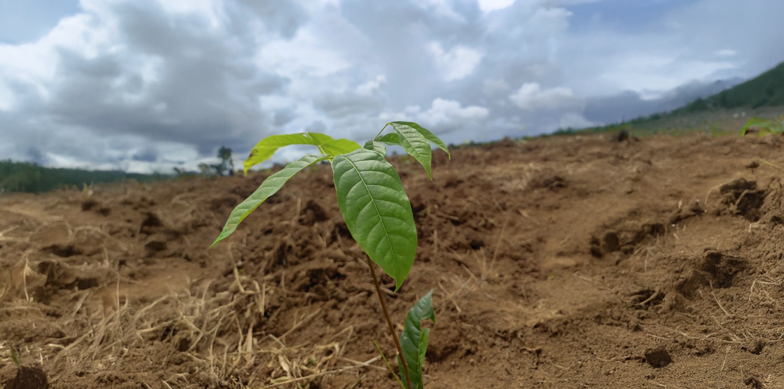 FAI UFSCar mapeia instituições e empresas atuantes no setor de silvicultura de espécies nativas