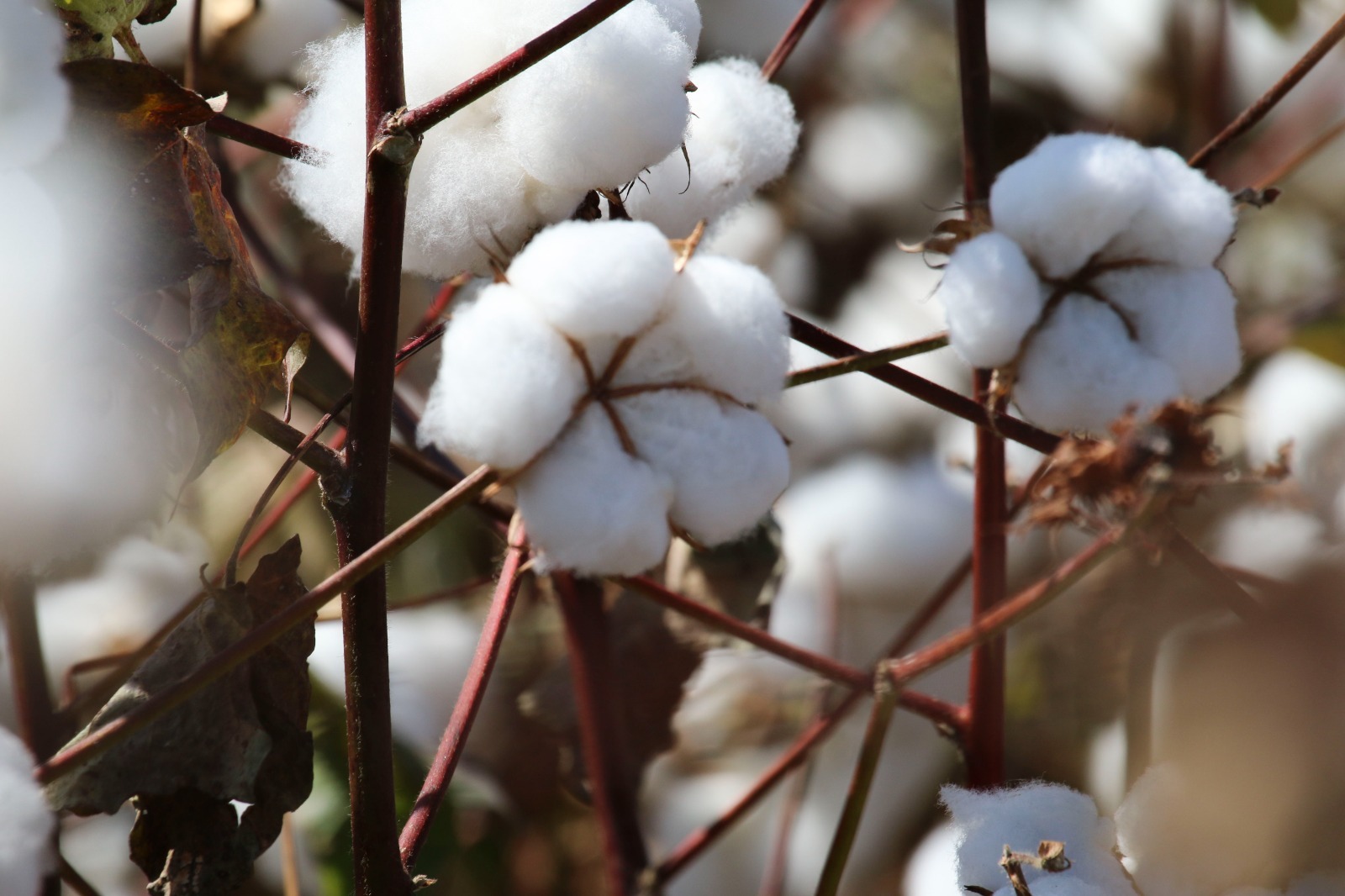 FAI seleciona bolsista para projeto de diagnóstico de doenças agrícolas