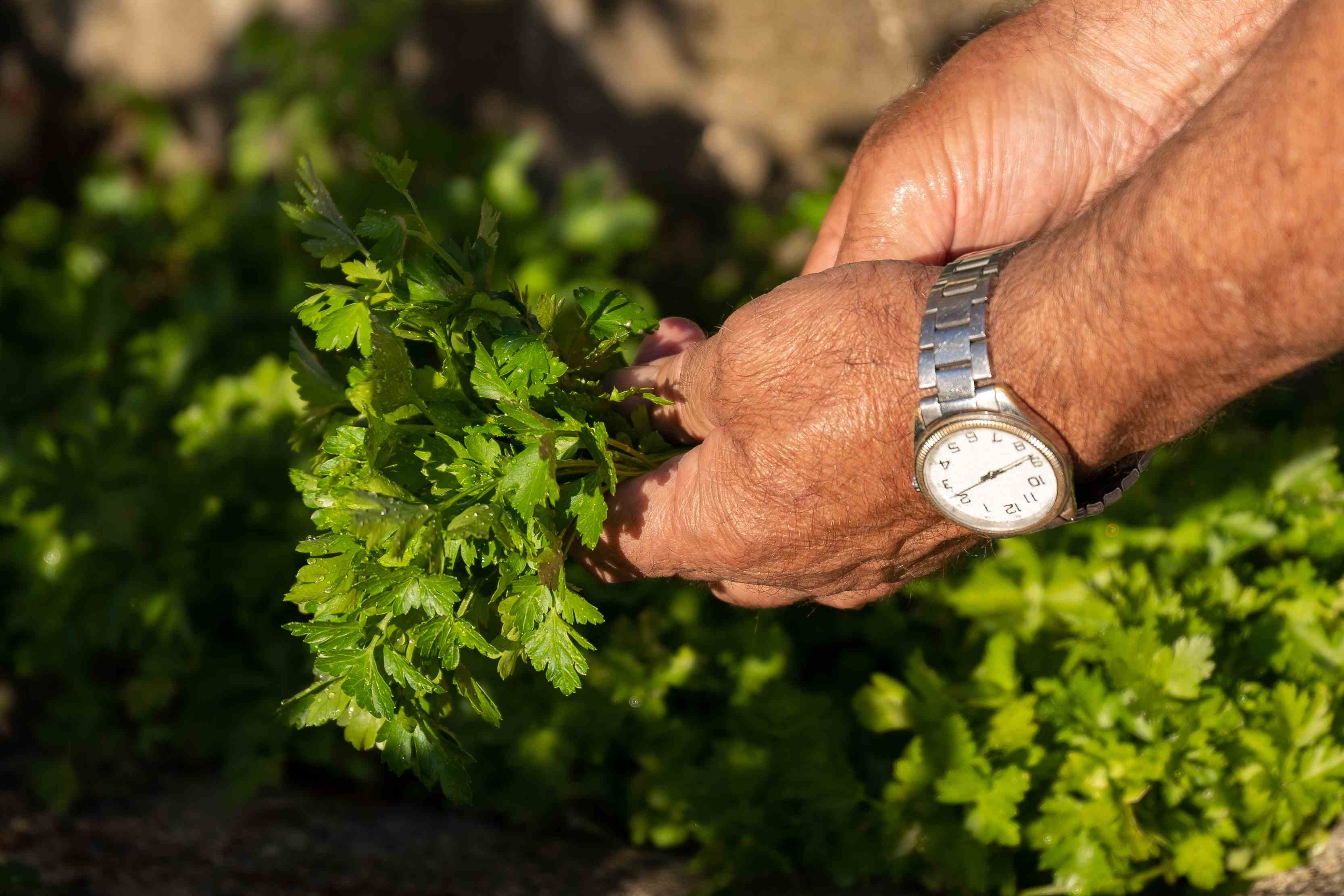 Edital 071/2026 - Técnico de Apoio Operacional: seleção para atuação na área de agricultura