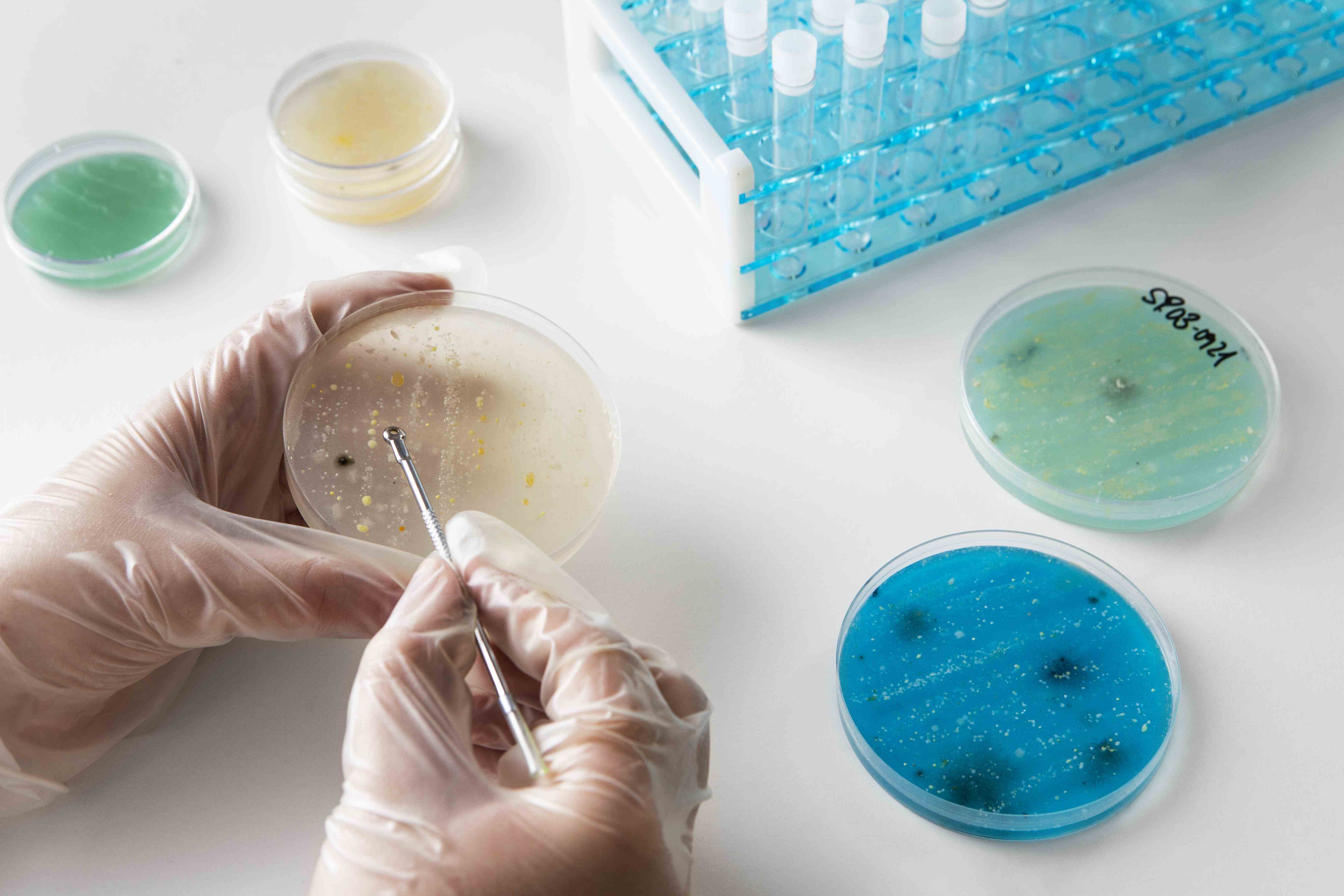 Edital 060/2026 - Embrapa Instrumentação: seleção de bolsista com doutorado em microbiologia