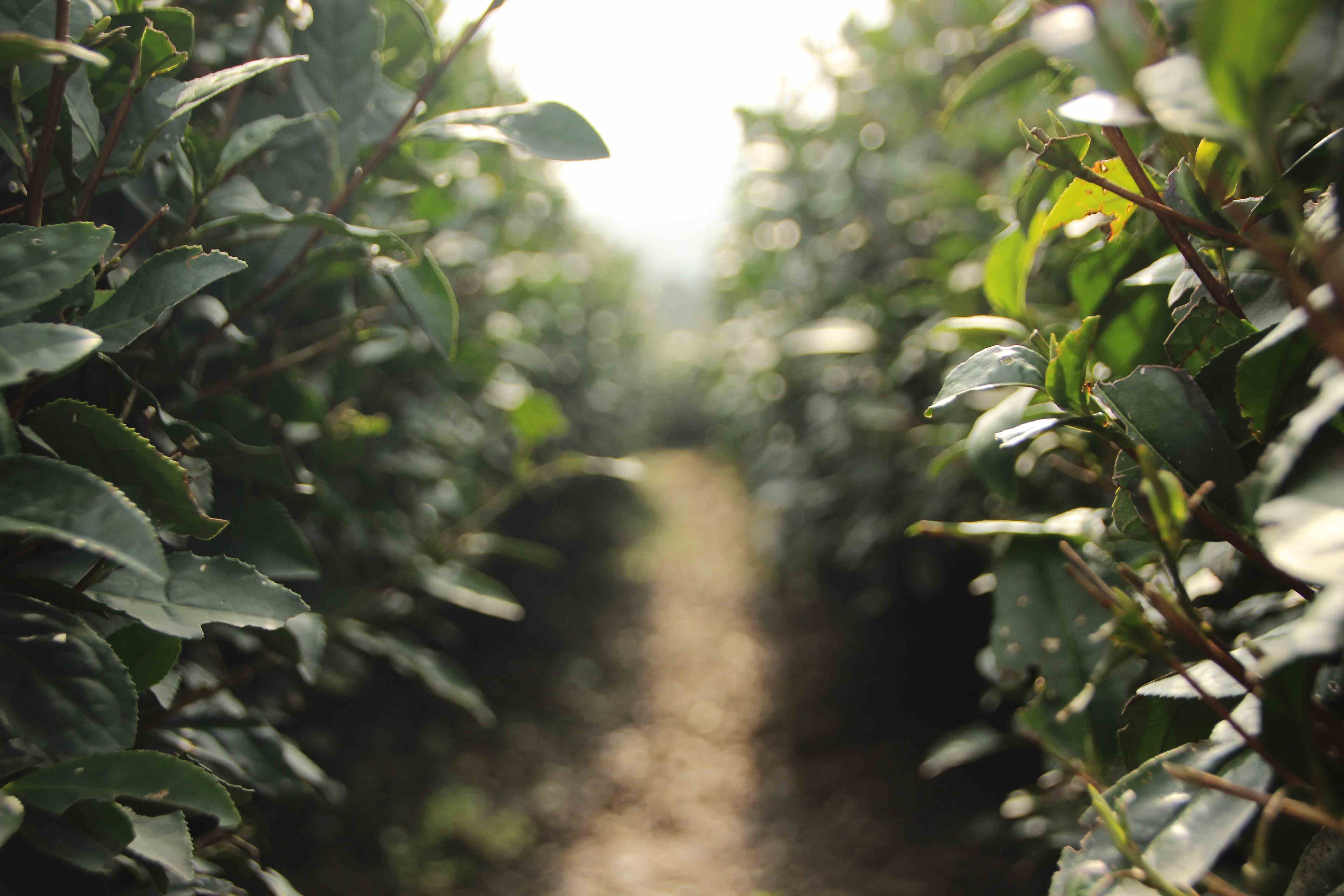 Extensionista rural: resultado final de seleção para atuação com agricultura familiar