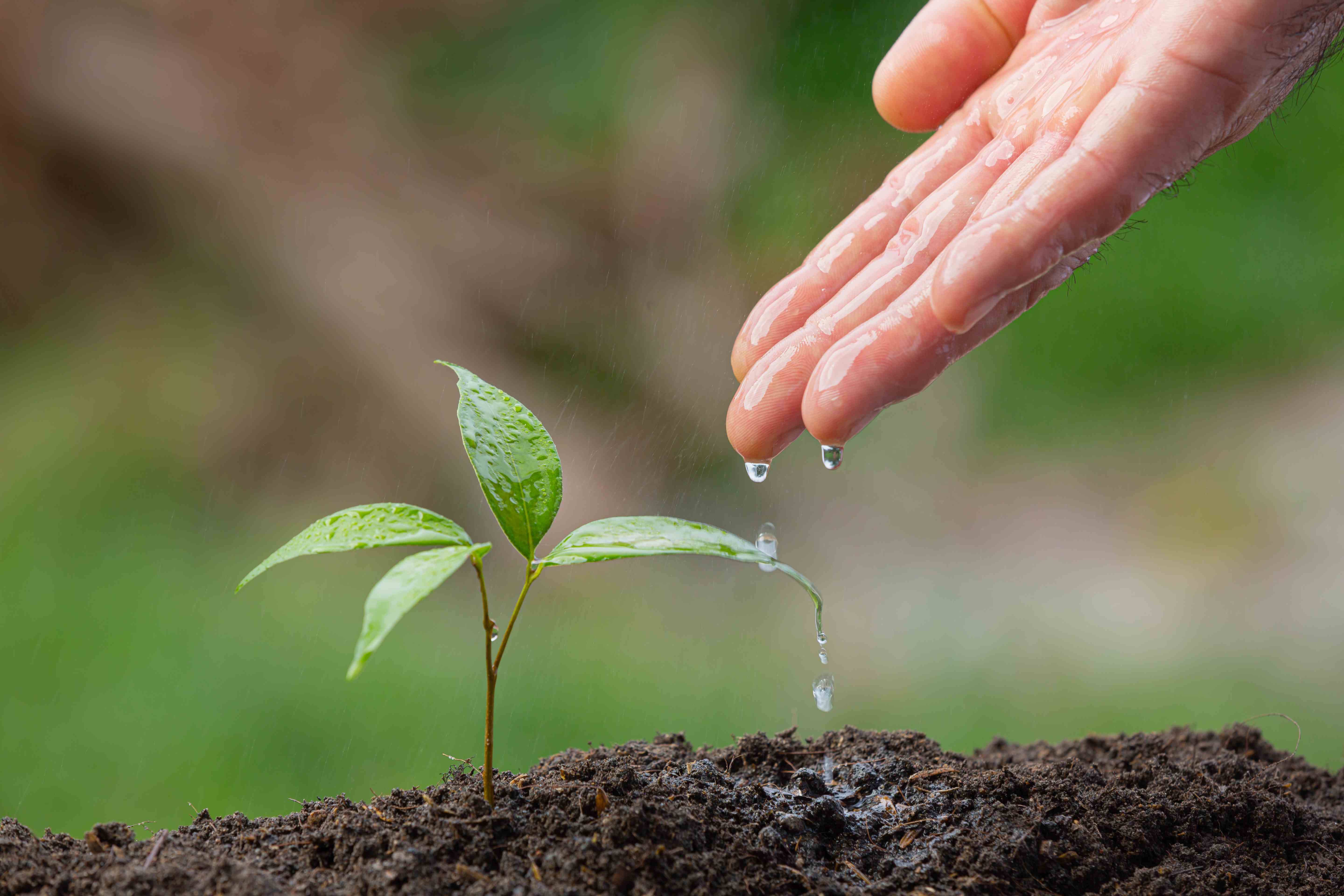 Fertilidade do solo e nutrição de planta: edital busca graduados em química ou ciência dos materiais
