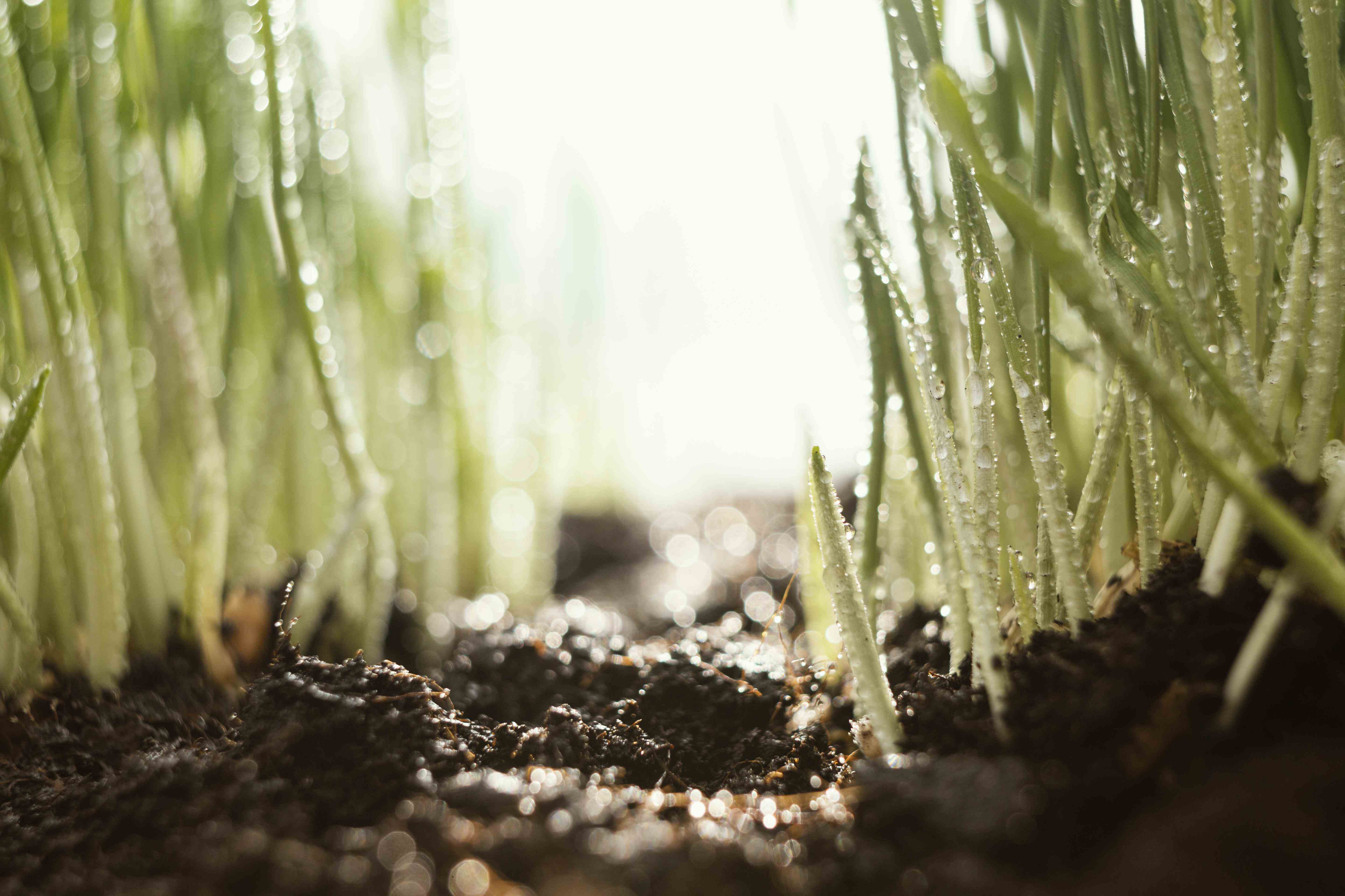 Fertilidade do solo e nutrição de planta: divulgação da lista de classificados