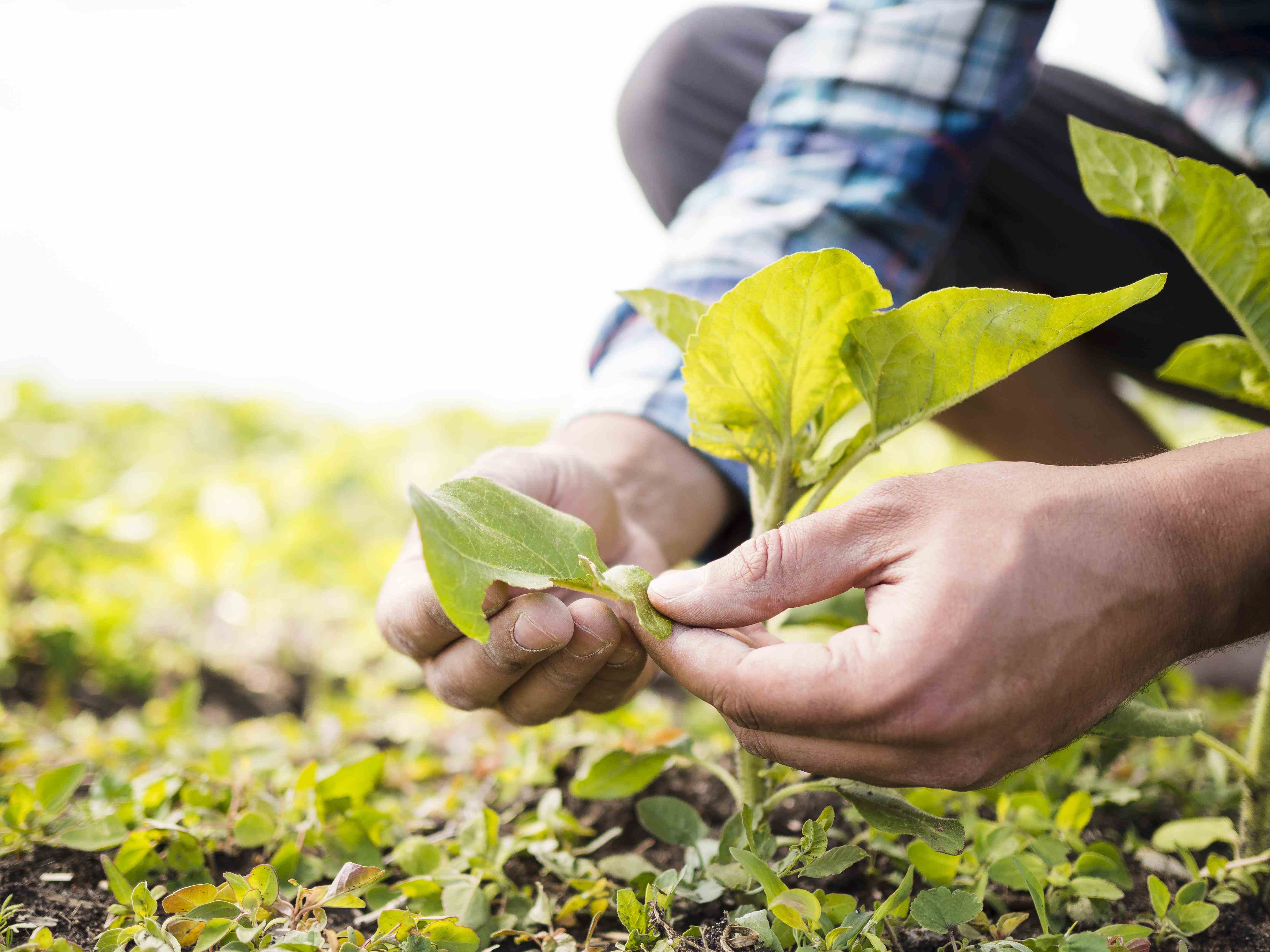 Convocação para  entrevista para técnico de campo para formação e extensão rural