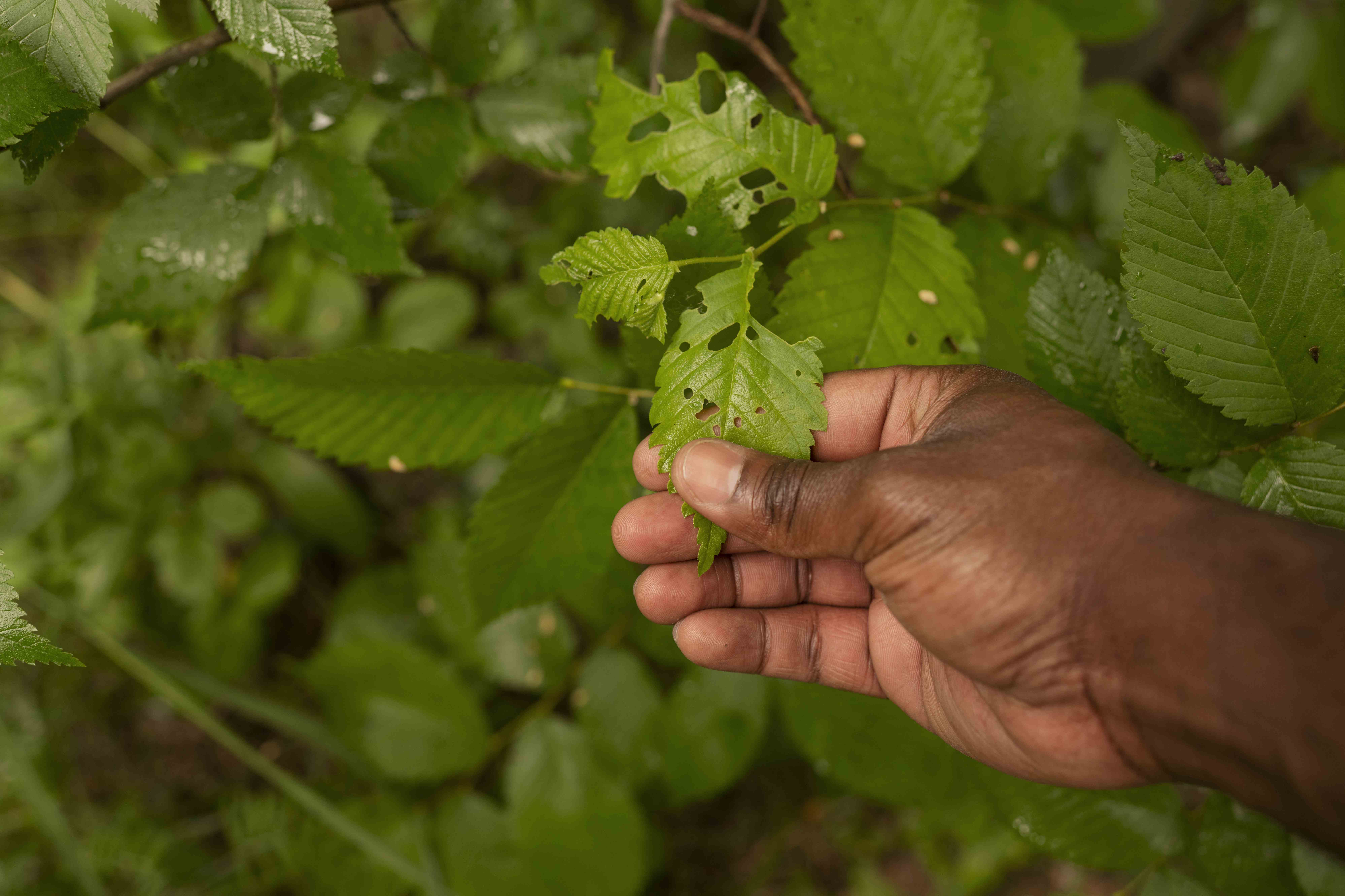 Manejo florestal: seleção de estudantes de mestrado em Sustentabilidade na Gestão Ambiental