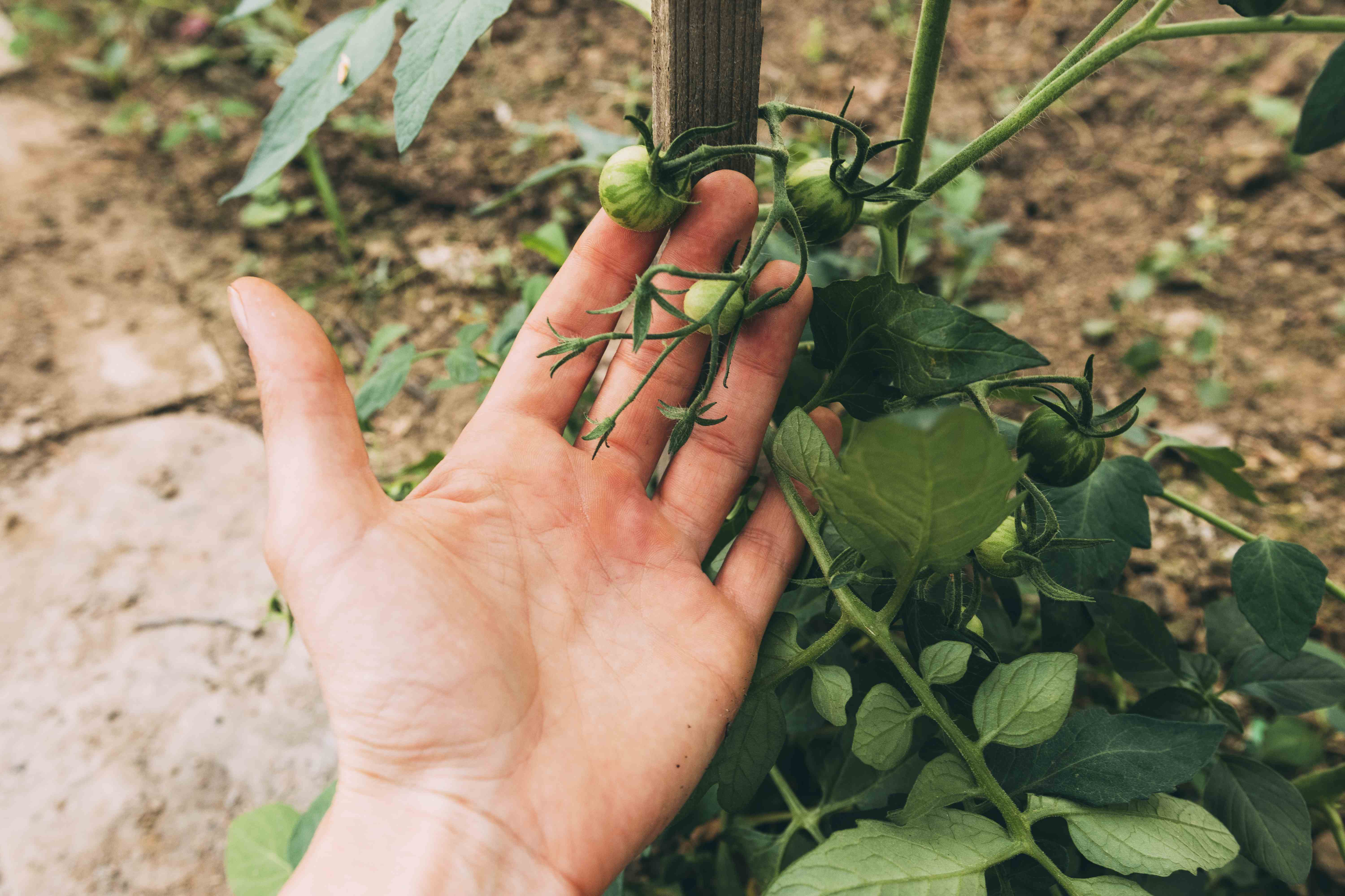 Edital 007/2026 - Técnico de campo: lista de candidatos classificados