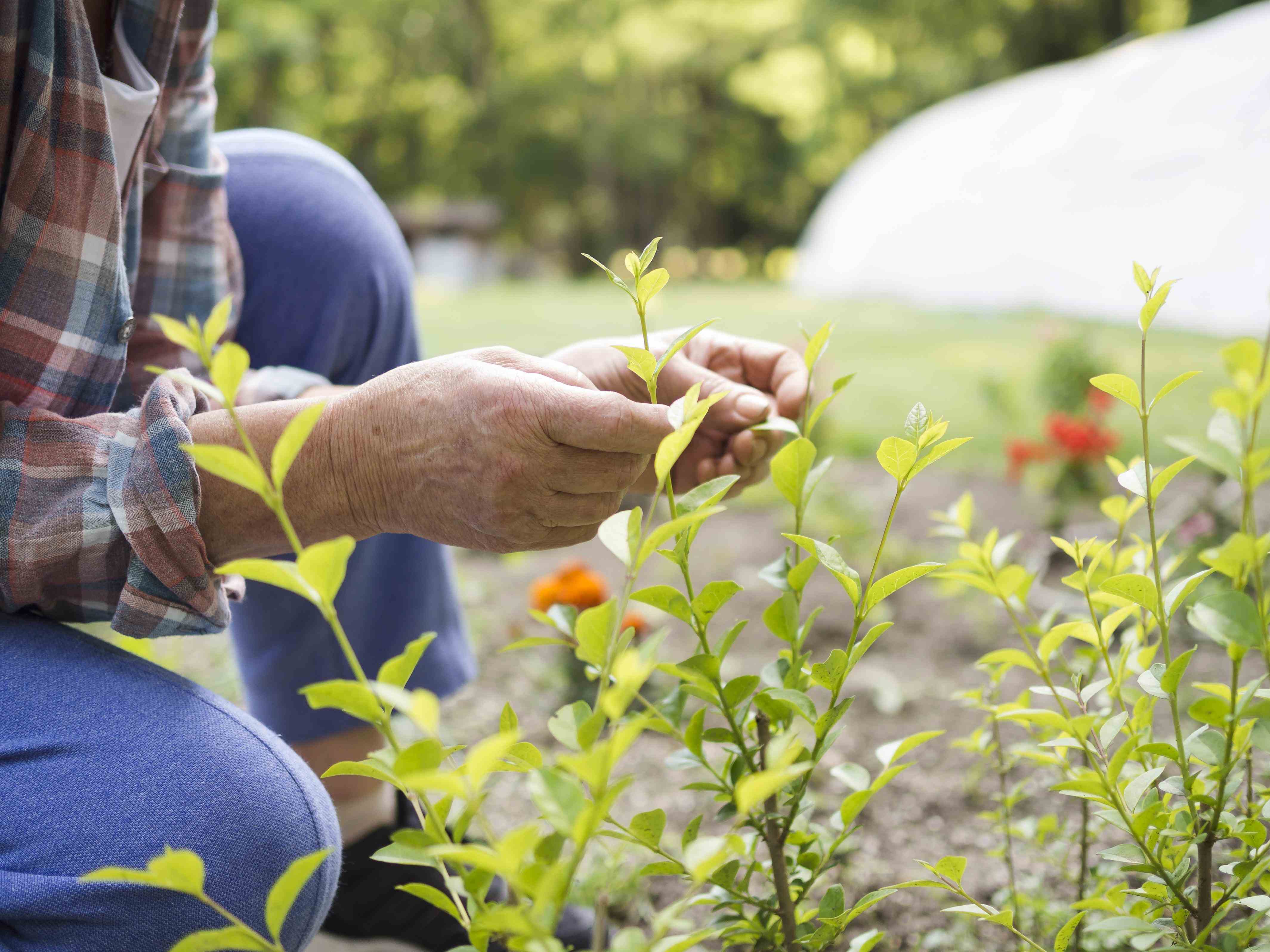 Seleção de técnico de apoio operacional para projeto de transição agroecológica