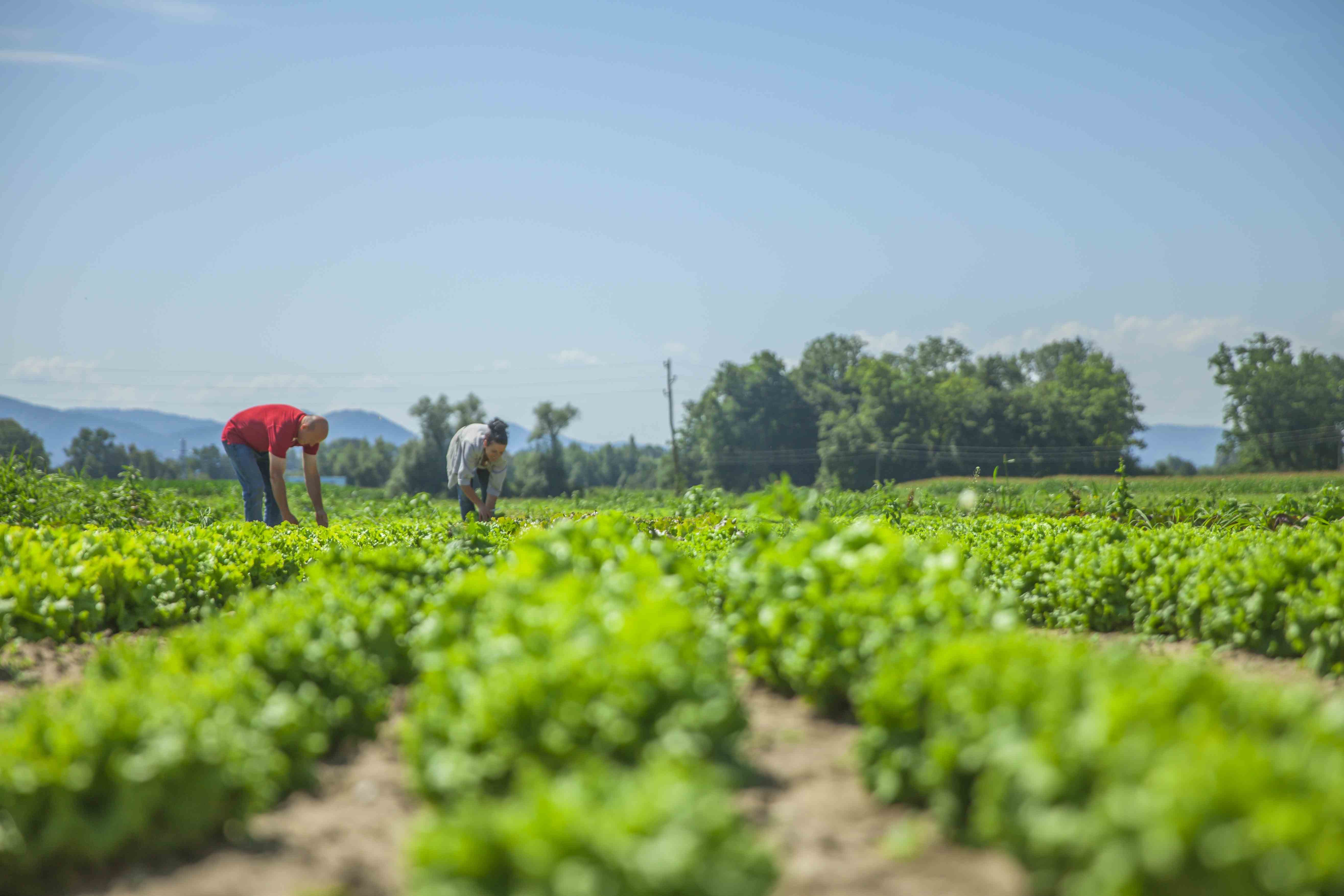 Edital 056/2026 - Técnico Agrícola de Campo: alteração no cronograma do processo seletivo