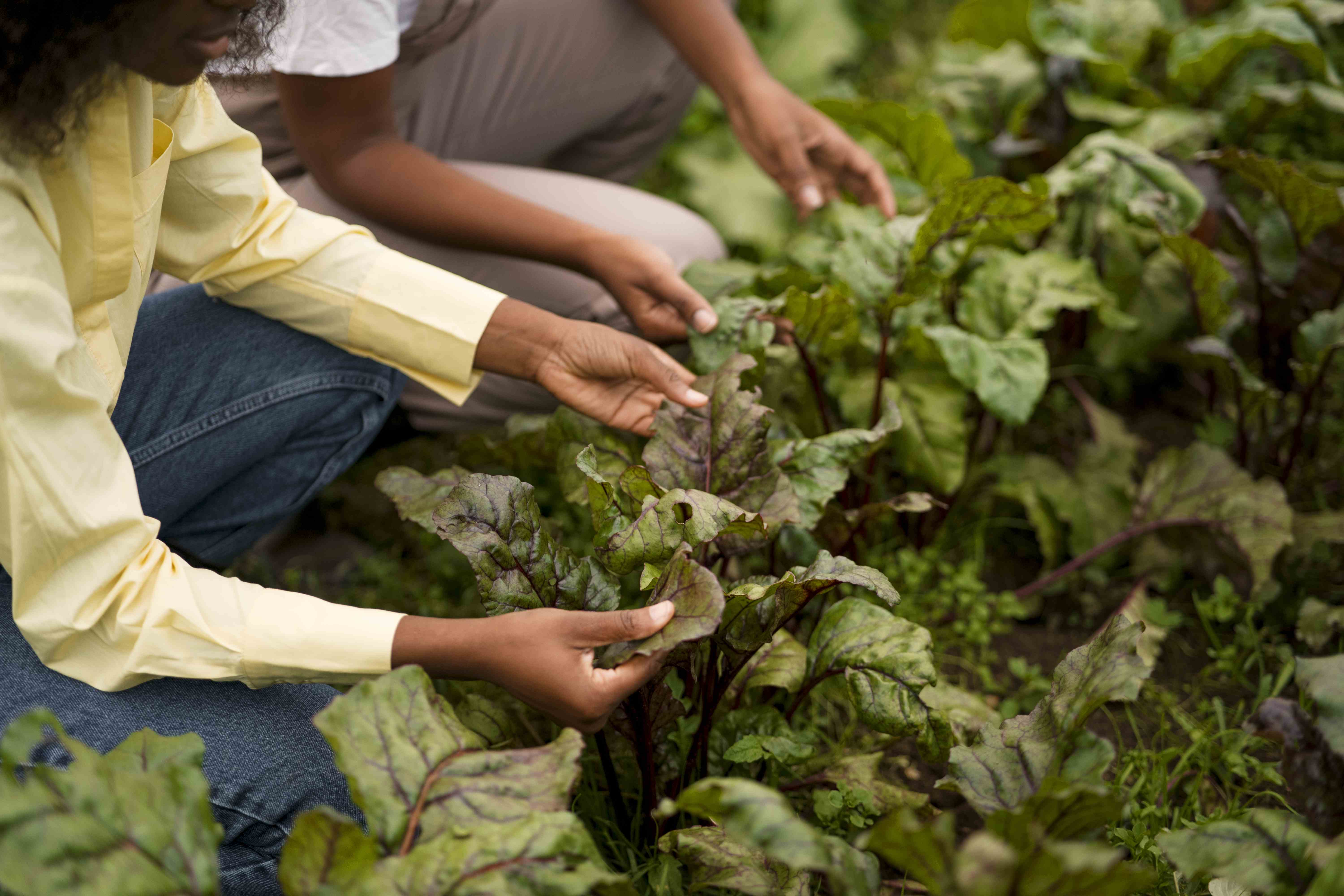 Edital 001/2026 – Seleção de Organizações da Agricultura Familiar: novo cronograma