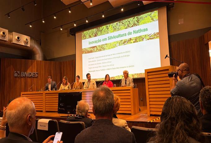 Projeto financiado pelo BNDES impulsiona inovações em silvicultura de espécies nativas