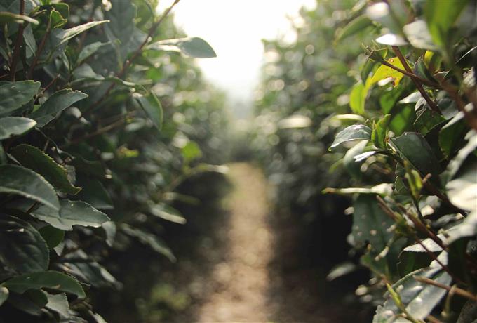 Extensionista rural: resultado final de seleção para atuação com agricultura familiar