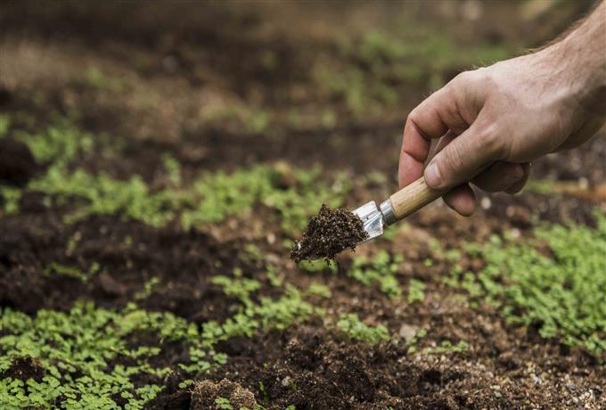 Fertilidade do solo e nutrição de planta: divulgação da lista de classificados para a entrevista