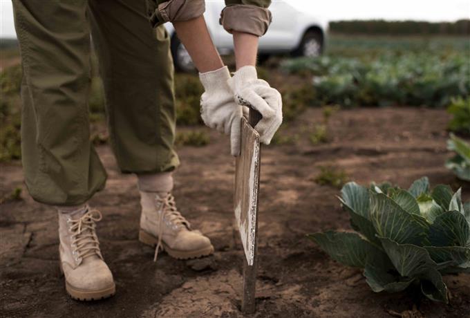 Manejo florestal e silvicultura: resultado final para técnico de laboratório com formação