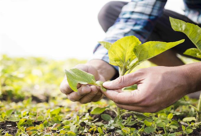 Resultado de entrevistas para técnico de campo para formação e extensão rural