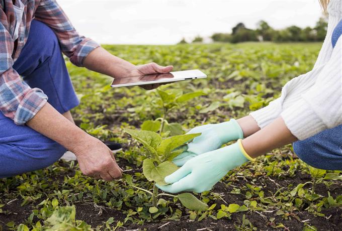 Processo seletivo para técnico de campo para a realização de atividades de formação e extensão rural