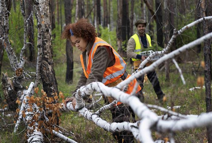 Manejo florestal e silvicultura: resultado final para estudantes na área de Engenharia Civil